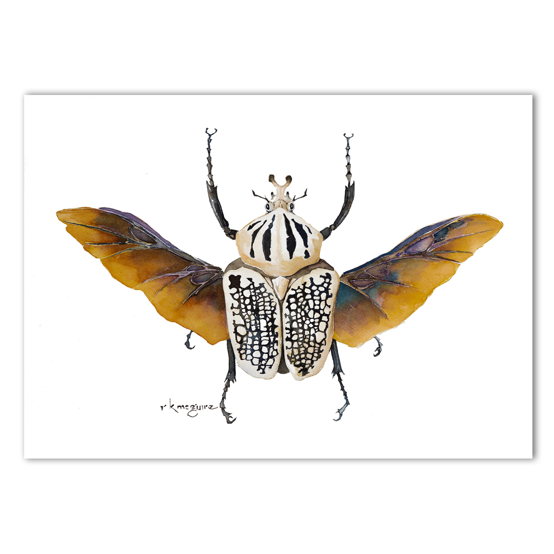 Goliath Beetle 1